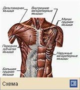 Мышечная система (мышцы груди и плечевого пояса человека)
