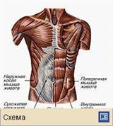 Мышечная система (мышцы живота человека)