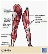 Мышечная система (мышцы нижней конечности человека)