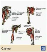 Мышечная система (мышцы плеча человека)