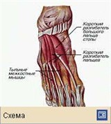 Мышечная система (мышцы правой стопы человека)