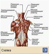 Мышечная система (мышцы спины и плечевого пояса)