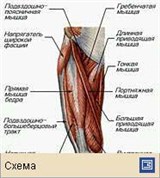 Мышечная система (мышцы таза и бедра человека, вид спереди)