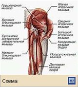 Мышечная система (мышцы таза и бедра человека)
