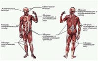 Мышечная система (человека)
