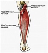Мышцы голени (глубокие)