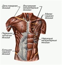 Мышцы груди и плечевого пояса