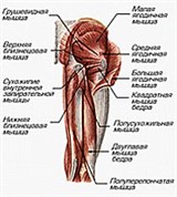 Мышцы таза и бедра (вид сзади)
