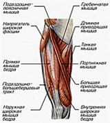 Мышцы таза и бедра (вид спереди)