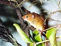 Мышь-малютка (Micromys minutus)