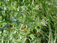 Мята длиннолистная, седоватая – Mentha longifolia (L.) Huds.
