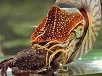 НАУТИЛУСЫ (Наружнораковинный моллюск наутилус)