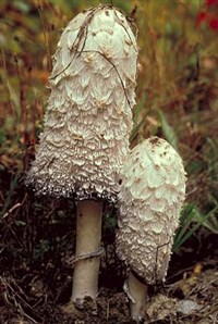 Навозники (грибы)