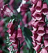 Наперстянка пурпурная крупноцветковая