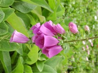 Наперстянка пурпурная – Digitalis purpurea Jacq.