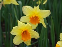 Нарцисс бесподобный, несравненный – Narcissus x incomparabilis Mill.