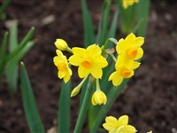 Нарцисс букетный, тацетт, константинопольский, полиантовый – Narcissus tazetta L.