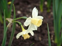 Нарцисс жонквилла – Narcissus jonquilla L.