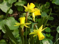 Нарцисс ложный – Narcissus pseudonarcissus L.