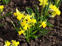 Нарцисс малый – Narcissus minor L.