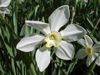 Нарцисс поэтический, белый – Narcissus poeticus L.