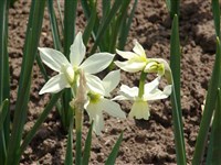 Нарцисс трехтычинковый, слезы ангела – Narcissus triandrus L.