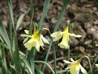 Нарцисс цикламеновидный – Narcissus cyclamineus D.C.