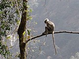 Непал (обезьянка)