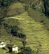 Непал (рисовые террасы)