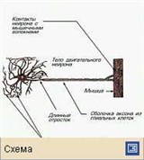 Нервная система (клетка нервной системы)