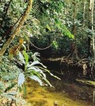 Нигерия (тропический лес)
