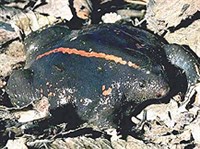 Носатая жаба (Rhinophrynus dorsalis)