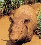 Носорог суматранский