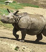 Носороги (индийский)