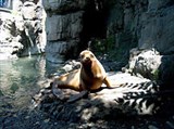 Нью-йоркский зоопарк (морской лев)