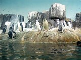 Нью-йоркский зоопарк (пингвины)