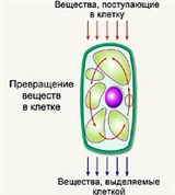 Обмен веществ в клетке