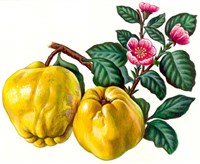 Обыкновенная Айва (плоды и цветки)