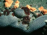 Обыкновенные губки (Обыкновенные губки вида Pachymatisma johnstonia)