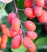 Обыкновенный Барбарис (ягоды)