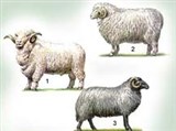 Овца (породы овец)