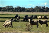 Овцеводство Австралия