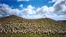 Овцеводство (Новая Зеландия)