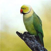 Ожереловый попугай (Psittacula krameri)