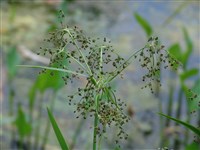 Ожика боровая – Luzula luzuloides (Lam.) Dandy & Willmott.