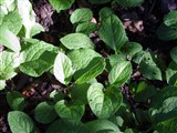 Окопник кавказский – Symphytum caucasicum Bieb. (3)
