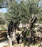 Оливковое дерево (Гефсиманский сад)