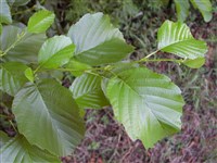 Ольха тонколистная – Alnus tenuifolia Nutt.