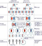 Онтогенез (развитие мужских и женских половых клеток животных)
