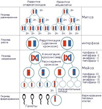 Онтогенез (развитие мужских и женских половых клеток животных)
